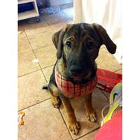 Δίνεται για υιοθεσία - χαρίζεται ημίαιμη σκυλίτσα Shiba Inu - Σίμπα Ίνου