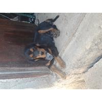 Δίνεται για υιοθεσία - χαρίζεται σκυλίτσα Cavalier King Charles Spaniel - Κινγκ Τσαρλς 