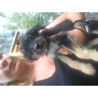 Δίνεται για υιοθεσία - χαρίζεται ημίαιμη σκυλίτσα Yorkshire Terrier - Γιορκσάιρ Τεριέ – Γιόρκι