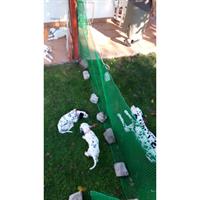 Δίνεται για υιοθεσία - χαρίζεται σκυλίτσα Dalmatian -Δαλματίας