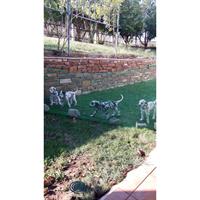 Δίνεται για υιοθεσία - χαρίζεται σκυλίτσα Dalmatian -Δαλματίας