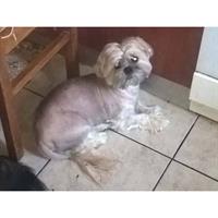 Δίνεται για υιοθεσία - χαρίζεται σκυλάκος Shih Tzu - Σιχ Τσου