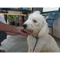 Δίνεται για υιοθεσία - χαρίζεται σκυλίτσα Caniche - Poodle - Κανίς