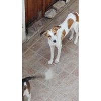 Δίνεται για υιοθεσία - χαρίζεται ημίαιμος σκυλάκος Whippet - Γουίπετ