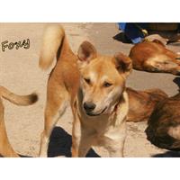 Δίνεται για υιοθεσία - χαρίζεται ημίαιμη σκυλίτσα Akita Inu - Ακίτα