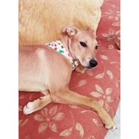 Δίνεται για υιοθεσία - χαρίζεται ημίαιμη σκυλίτσα Sharpei - Σαρ Πέι