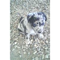 Δίνεται για υιοθεσία - χαρίζεται ημίαιμος σκυλάκος Dalmatian -Δαλματίας