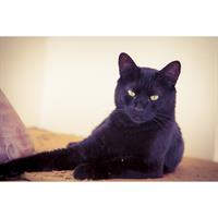 Δίνεται για υιοθεσία - χαρίζεται γάτος Bombay Cat - Γάτα Βομβάης
