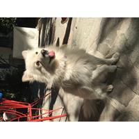 Δίνεται για υιοθεσία - χαρίζεται σκυλάκος Pomeranian - Πομεράνιαν