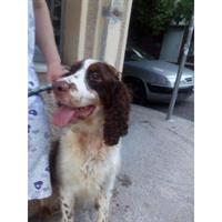 Δίνεται για υιοθεσία - χαρίζεται σκυλίτσα English Springer Spaniel - Σπρίνγκερ Σπάνιελ