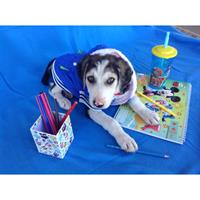 Δίνεται για υιοθεσία - χαρίζεται σκυλάκος Alaskan Malamute - Μάλαμουτ