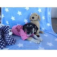 Δίνεται για υιοθεσία - χαρίζεται ημίαιμη σκυλίτσα Alaskan Malamute - Μάλαμουτ