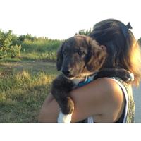 Δίνεται για υιοθεσία - χαρίζεται ημίαιμος σκυλάκος Alaskan Malamute - Μάλαμουτ