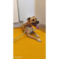 Δίνεται για υιοθεσία - χαρίζεται σκυλίτσα American Staffordshire Terrier - Τεριέ