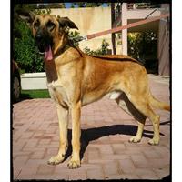 Δίνεται για υιοθεσία - χαρίζεται ημίαιμος σκυλάκος Great Dane - Μεγάλος Δανός