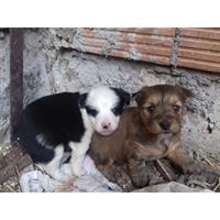 Δίνεται για υιοθεσία - χαρίζεται σκυλάκος Greek White Sheepdog - Λευκό Ελληνικό Τσοπανόσκυλο