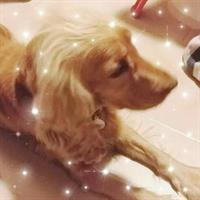 Δίνεται για υιοθεσία - χαρίζεται σκυλίτσα Coker Spaniel - Κόκερ Σπάνιελ