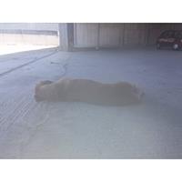 Δίνεται για υιοθεσία - χαρίζεται σκυλάκος Bull Mastiff - Μπουλ Μαστίφ 