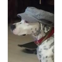 Δίνεται για υιοθεσία - χαρίζεται σκυλάκος Dalmatian -Δαλματίας