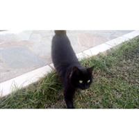 Δίνεται για υιοθεσία - χαρίζεται ημίαιμη γάτα Bombay Cat - Γάτα Βομβάης