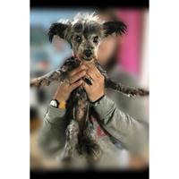 Δίνεται για υιοθεσία - χαρίζεται ημίαιμη σκυλίτσα Yorkshire Terrier - Γιορκσάιρ Τεριέ – Γιόρκι