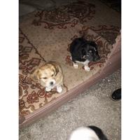 Δίνεται για υιοθεσία - χαρίζεται ημίαιμος σκυλάκος Pekingese - Πεκινουά