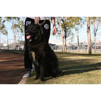 Δίνεται για υιοθεσία - χαρίζεται ημίαιμος σκυλάκος New Foundland - Νέας Γής