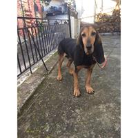 Δίνεται για υιοθεσία - χαρίζεται σκυλάκος Basset Hound - Μπασέ Χάουντ