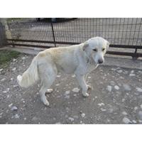 Δίνεται για υιοθεσία - χαρίζεται σκυλίτσα Greek White Sheepdog - Λευκό Ελληνικό Τσοπανόσκυλο