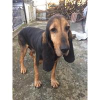 Δίνεται για υιοθεσία - χαρίζεται ημίαιμος σκυλάκος Basset Hound - Μπασέ Χάουντ