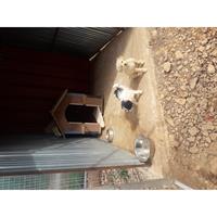 Δίνεται για υιοθεσία - χαρίζεται ημίαιμη σκυλίτσα Caniche - Poodle - Κανίς