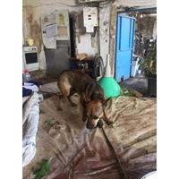 Δίνεται για υιοθεσία - χαρίζεται ημίαιμος σκυλάκος Chihuahua - Τσιουάουα 