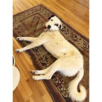 Δίνεται για υιοθεσία - χαρίζεται ημίαιμος σκυλάκος Greek White Sheepdog - Λευκό Ελληνικό Τσοπανόσκυλο