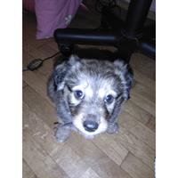 Δίνεται για υιοθεσία - χαρίζεται ημίαιμος σκυλάκος Pekingese - Πεκινουά