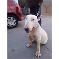 Δίνεται για υιοθεσία - χαρίζεται σκυλάκος Bull Terrier - Μπουλ Τερριέ