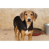 Δίνεται για υιοθεσία - χαρίζεται ημίαιμος σκυλάκος Segugio - Σεγκούτσι