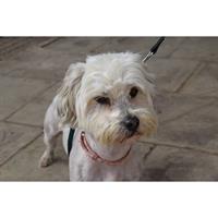 Δίνεται για υιοθεσία - χαρίζεται σκυλάκος Maltese - Μαλτέζ