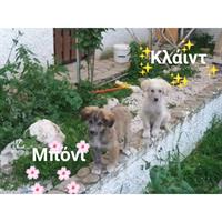 Δίνεται για υιοθεσία - χαρίζεται ημίαιμη σκυλίτσα Spitz - Σπιτζ 