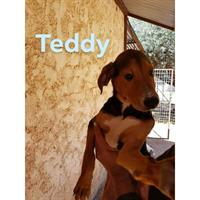 Δίνεται για υιοθεσία - χαρίζεται ημίαιμος σκυλάκος Segugio - Σεγκούτσι