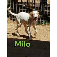 Δίνεται για υιοθεσία - χαρίζεται ημίαιμος σκυλάκος Greyhound - Γκρέι Χάουντ