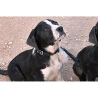 Δίνεται για υιοθεσία - χαρίζεται ημίαιμος σκυλάκος Greek Molossus of Epirus - Μολοσσός της Ηπείρου