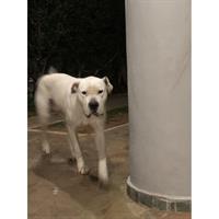 Δίνεται για υιοθεσία - χαρίζεται σκυλάκος Dogo Argentino - Ντόγκο Αρτζεντίνο