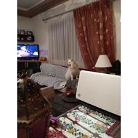 Δίνεται για υιοθεσία - χαρίζεται σκυλίτσα Pomeranian - Πομεράνιαν