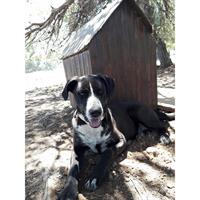 Δίνεται για υιοθεσία - χαρίζεται ημίαιμος σκυλάκος Great Dane - Μεγάλος Δανός