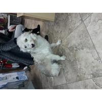 Δίνεται για υιοθεσία - χαρίζεται σκυλάκος Caniche - Poodle - Κανίς