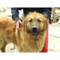 Δίνεται για υιοθεσία - χαρίζεται σκυλίτσα Greek Molossus of Epirus - Μολοσσός της Ηπείρου