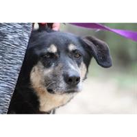 Δίνεται για υιοθεσία - χαρίζεται ημίαιμη σκυλίτσα