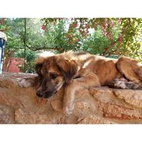 Δίνεται για υιοθεσία - χαρίζεται ημίαιμη σκυλίτσα Whippet - Γουίπετ