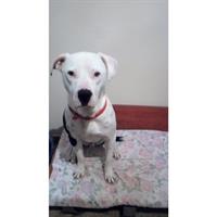 Δίνεται για υιοθεσία - χαρίζεται ημίαιμος σκυλάκος American Bulldog - Μπουλ Ντογκ