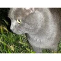 Δίνεται για υιοθεσία - χαρίζεται ημίαιμος γάτος Russian - Ρωσσική